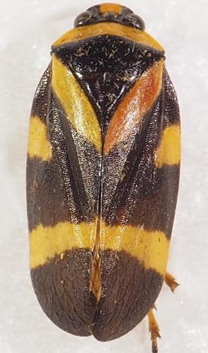 Réf. 287 897 : Maxantonia stabilis